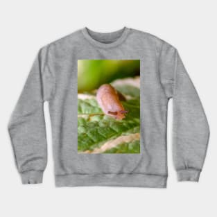 Cute Little Friendly Slug Nature Photograph Crewneck Sweatshirt